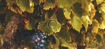 A license farm winery produce wines on site